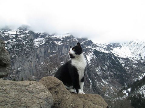 Він заблукав у швейцарських горах, коли на його шляху зустрівся цей кіт