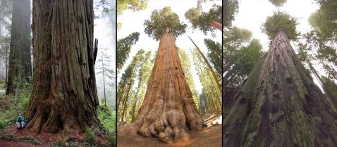 Найвище дерево в світі