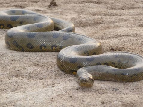 Найбільша змія у світі