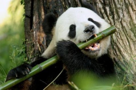 Велика панда більше не є вимираючим видом!