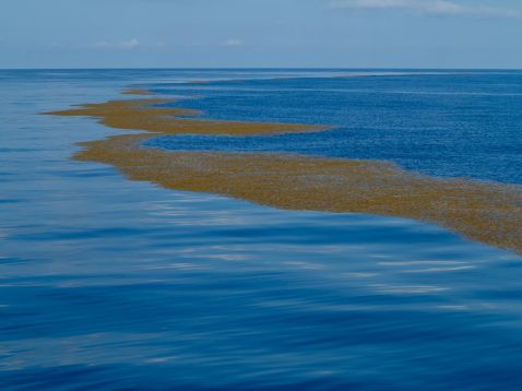 Найбільше море