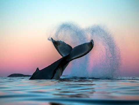 10 фото арктичних китів, від яких пропадає дар мови!