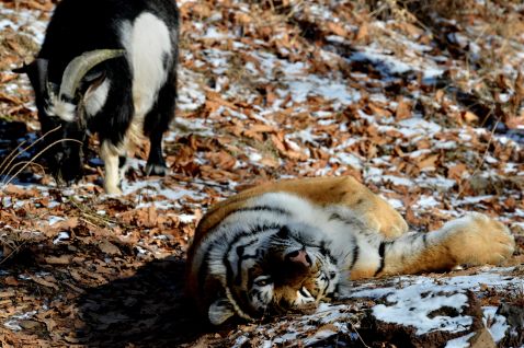 У Приморському сафарі-парку зоологи виходили тигреня