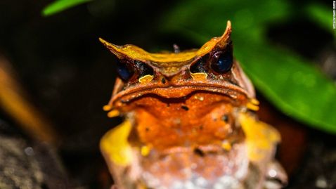 10 дивовижних створінь, що ховаються в тропічних лісах Брунею