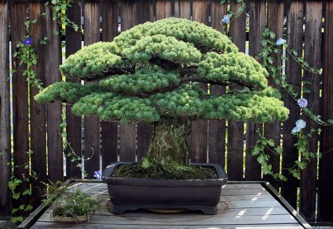 391-річне дерево бонсай було посаджено в 1625 році, пережило Хіросіму і росте далі