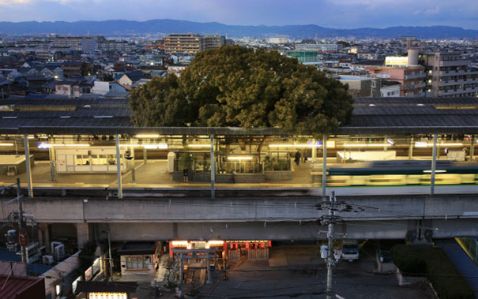 Японці побудували станцію навколо 700-річного дерева по одній страшній причини