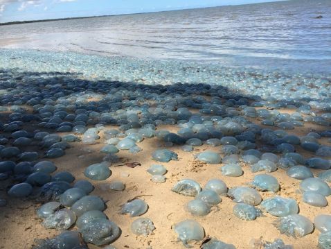 Вражаюче видовище: тисячі медуз атакували берега Австралії
