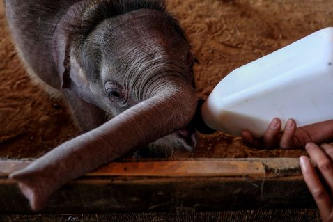 Як в Таїланді вчать заново ходити нещасних маленьких слоненят, які потрапили в капкани