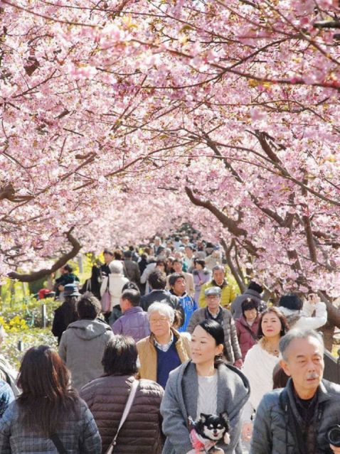 Незрівнянна краса: у японському містечку вже розквітла сакура!