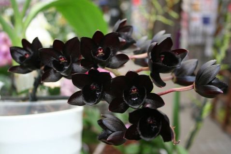 Сама чорна орхідея в світі зацвіла в Москві