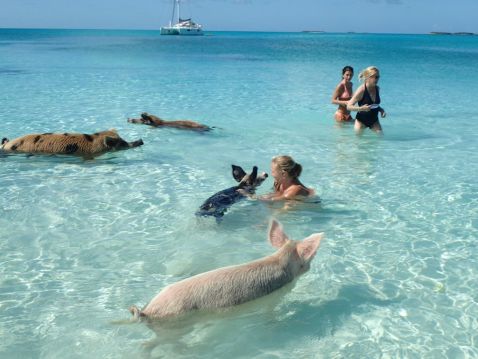 На Багамах гинуть плаваючі свині, так як туристи поять їх алкоголем