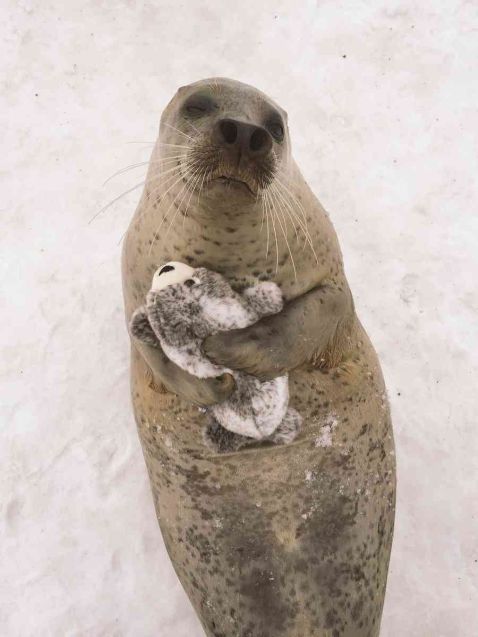 Тюленю подарували маленького іграшкового ведмежати і тепер він постійного його обіймає