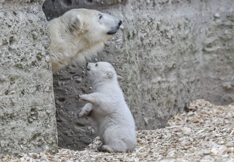 Білий ведмедик зробив перші кроки і одразу ж підкорив весь світ своєю поведінкою!