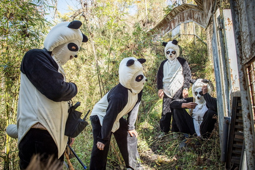 13 неймовірних фотографій про те, як проходять будні в центрі по вирощуванню панд