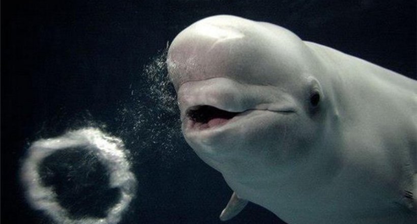 Дельфіни такі розумні, що можуть створювати собі іграшки, коли їм стає нудно!
