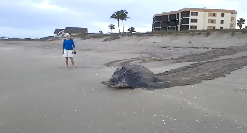 Гігантська шкіряста черепаха «біжить додому у глибини океану