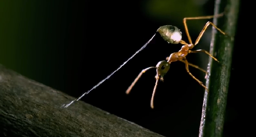5 найнеймовірніших мурах