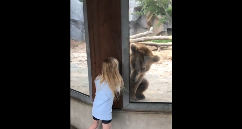 В хованки з ведмедем — легко! Коли поруч діти, навіть тваринам нудьгувати не доводиться!