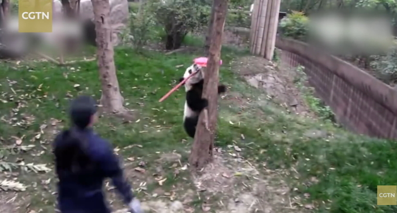 Смішна панда вкрала у співробітниці розплідника щітку і змусила за собою ганятися!