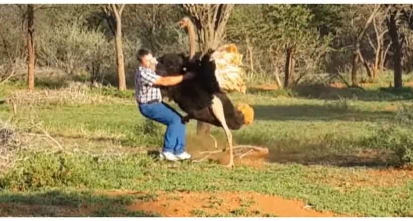 У ПАР розлючений страус повалив туриста на землю