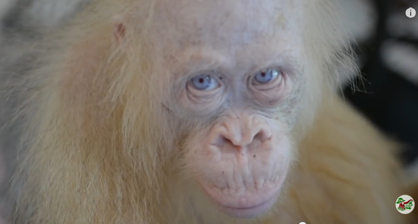 Захисники тварин натрапили в Індонезії на рідкісного орангутана-альбіноса