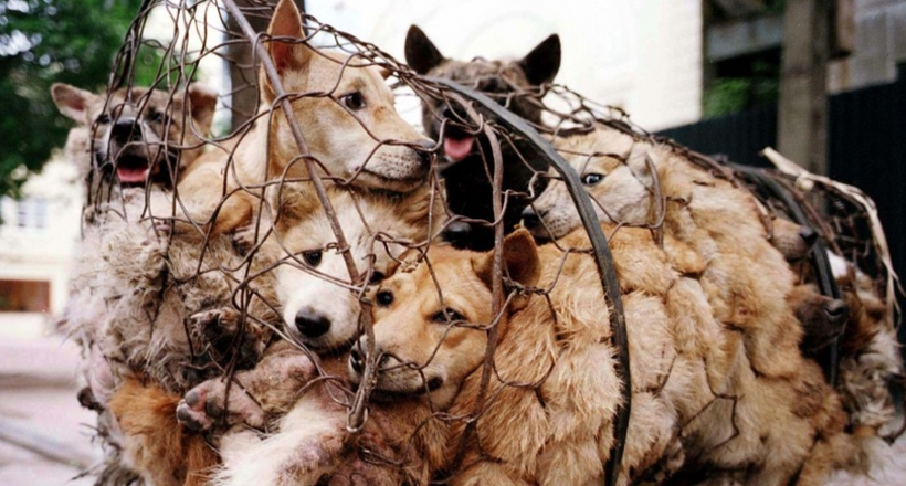 М'ясо собак нарешті заборонили вживати на сумно відомому фестивалі в Китаї