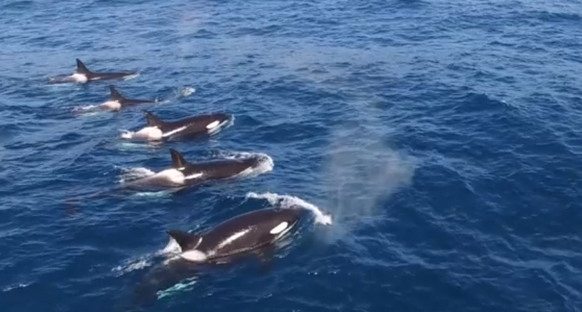 Дуже дивна гра косаток: вони дражнять величезного кита і різко відпливають в бік