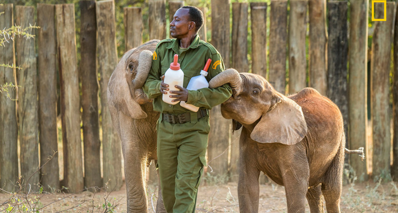 Як живуть слони-сироти у притулку в Кенії, і чому так важливо їх рятувати
