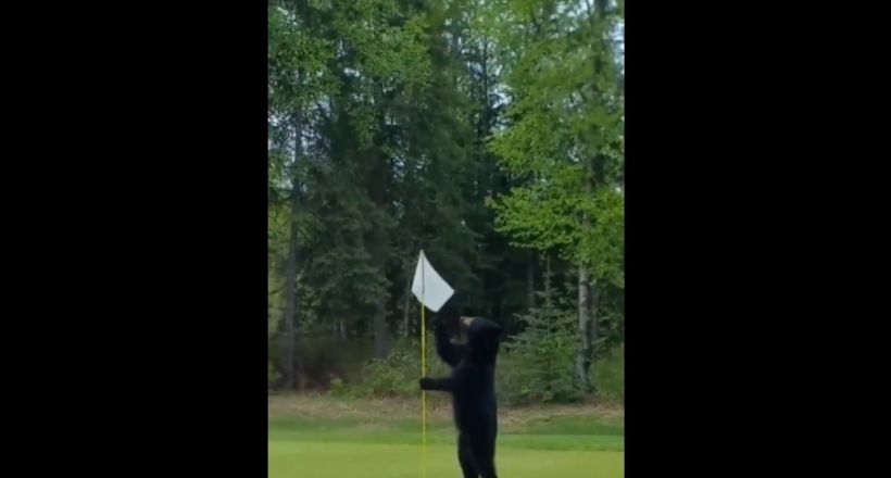 Опинившись на полі для гольфу, ведмідь почав грати з прапорцями і ритися в сумках