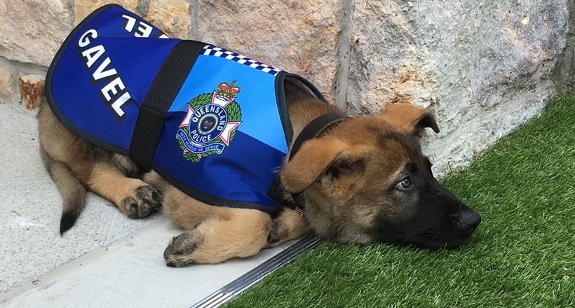 Австралійського пса звільнили з поліції за товариськість і надмірне дружелюбність