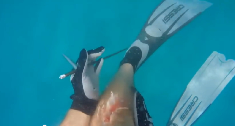 Акула мала намір напасти на рибу, але промахнулася і схопив за ногу рибака