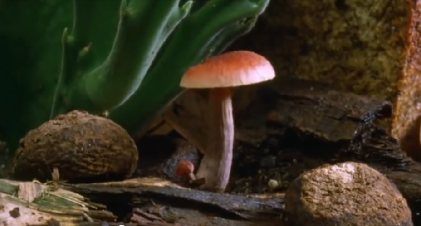 Як ростуть гриби: чарівний таймлапс у прискореній зйомці