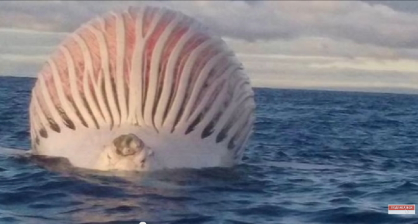 Дивний величезний куля посеред океану виявився мертвим китом 