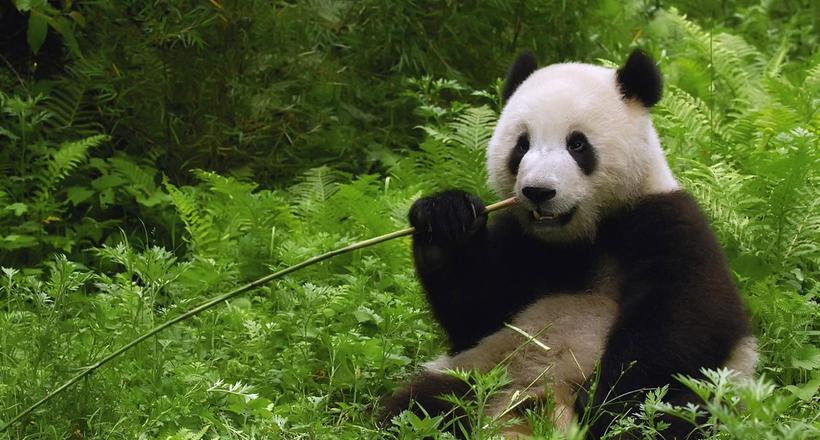 Перший туристичний маршрут для любителів панд створять в Китаї