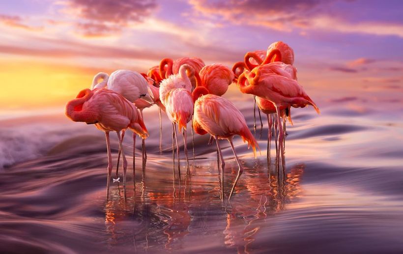 10 фото чудових фламінго — птахів, що прийшли в цей світ з казки 