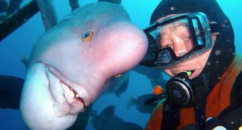 Японський дайвер 25 років припливає провідати кращу подругу-рибу в підводне святилище