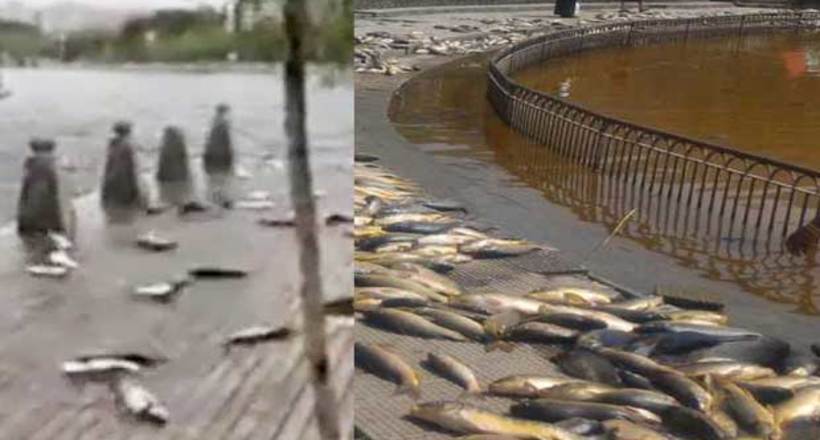 У Китаї сотні переляканих риб в паніці викинулися з води