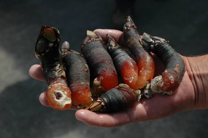 Щодня іспанські сміливці ризикують розбитися об скелі заради видобутку рідкісних молюсків