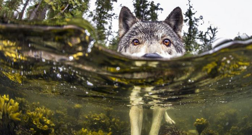 Фотограф відобразив рідкісних морських вовків, які живуть в океані і плавають годинами