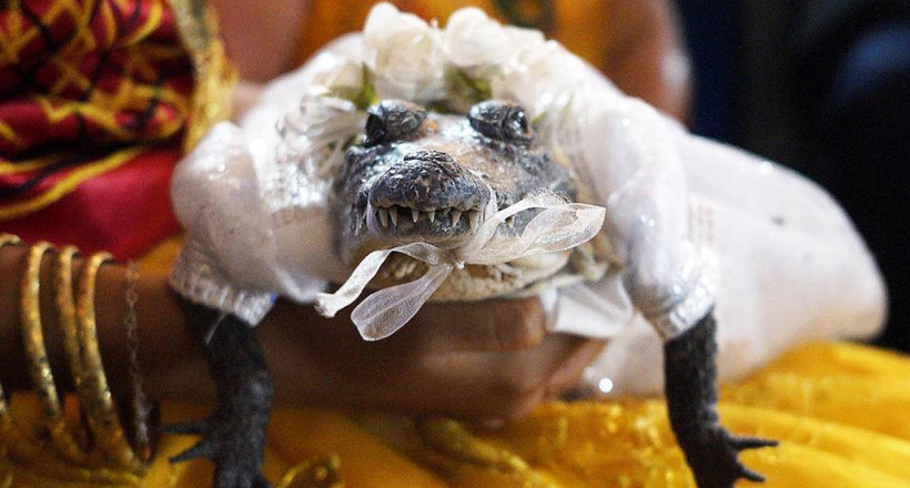 Мер мексиканського міста «одружився» на крокодилі, щоб принести удачу городянам