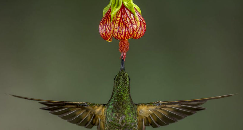 10 кращих знімків з конкурсу фотографії дикої природи National Geographic