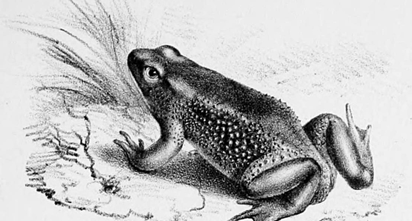 В Еквадорі знайшли два види жаб, яких вважали вимерлими