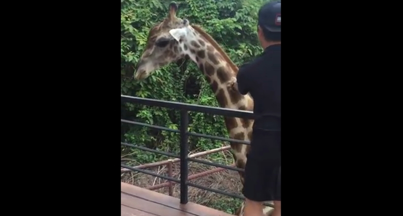 У зоопарку Таїланду жираф відігнав від себе докучливого туриста