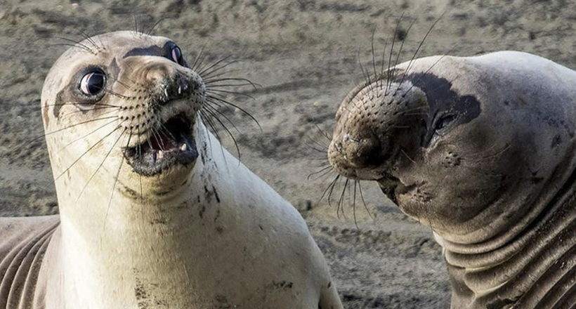 10 смішних фото дикої природи, які претендують на перемогу в Comedy Wildlife Photography