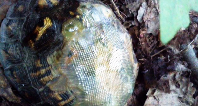 У США ветеринар полагодила черепаха панцир з допомогою скловолокна