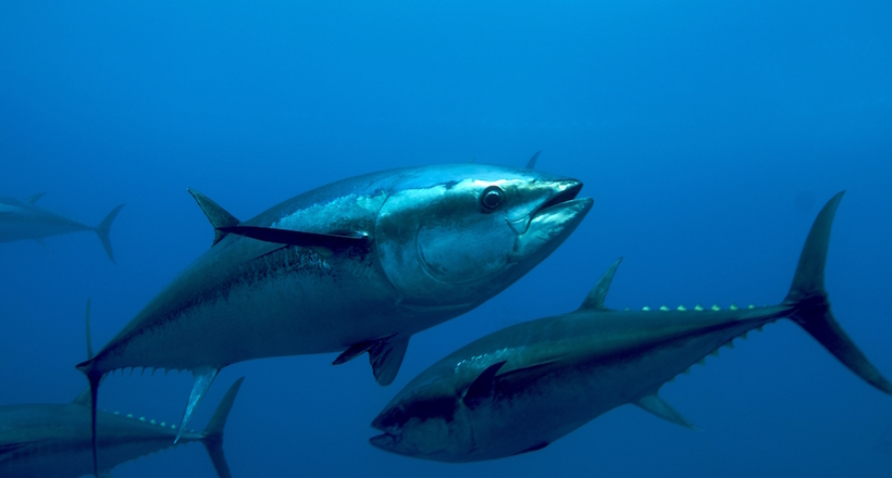 Вчені виявили у тунця гідравлічну систему управління плавниками