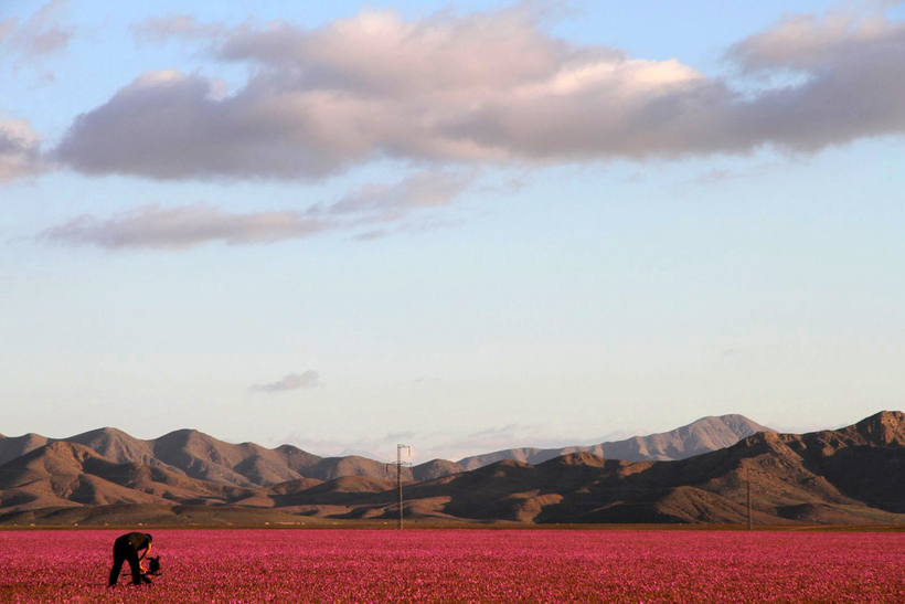 Найсухіша пустеля в світі перетворилася на справжній сад