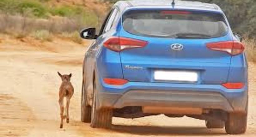 Малюк антилопи гну прийняв машину за свою маму