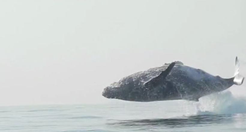 40-тонний кит повністю вистрибнув з води