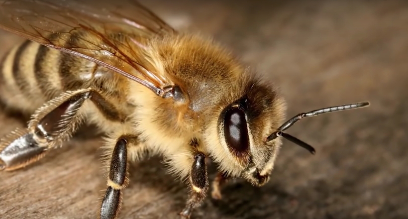 Чому бджола вмирає, після того як вжалить